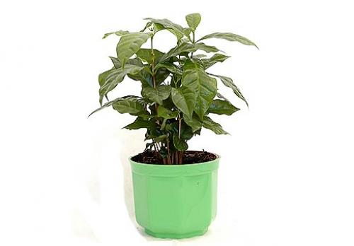 Как вырастить кофейное дерево своими руками. Выращивание кофейного дерева из зерен 19 Как вырастить кофейное дерево своими руками. Выращивание кофейного дерева из зерен 19