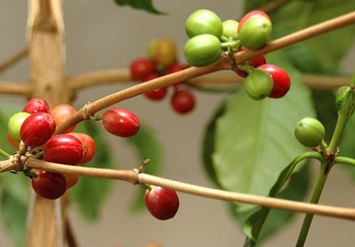 Как вырастить кофейное дерево своими руками. Выращивание кофейного дерева из зерен 18