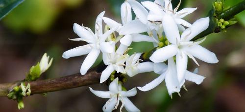 Как вырастить дома кофейное дерево. Как самостоятельно вырастить кофейное дерево