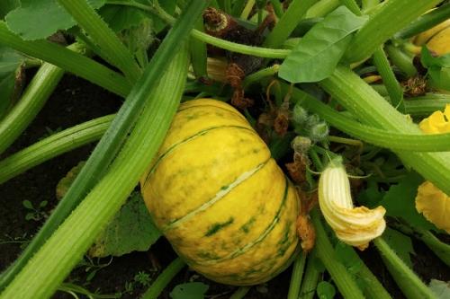 Как снимать тыкву с грядки. От чего зависят сроки сбора