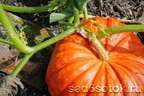 Как определить созрела ли тыква. Сбор и хранение тыквы 01