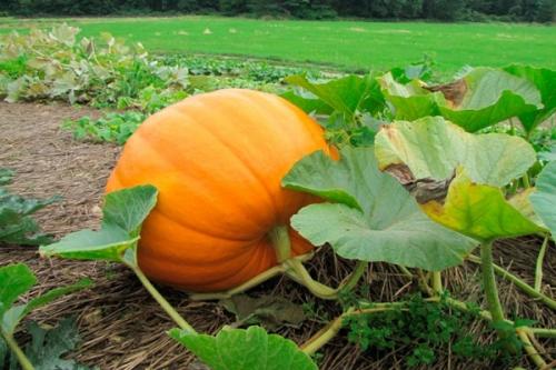 Как снимать тыкву с грядки. От чего зависят сроки сбора