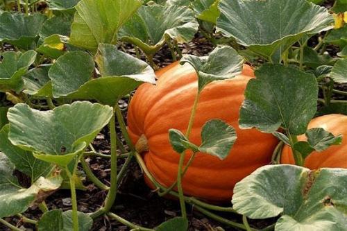 Как снимать тыкву с грядки. От чего зависят сроки сбора