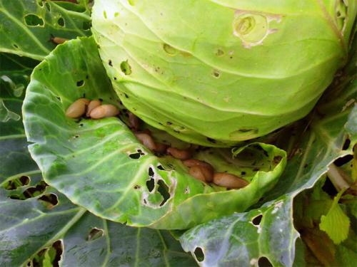 Почему нельзя давить слизней. Как избавиться навсегда от слизней на участке, в огороде