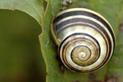 Почему нельзя давить слизней. Как избавиться навсегда от слизней на участке, в огороде