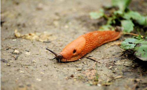 Почему нельзя давить слизней. Как избавиться навсегда от слизней на участке, в огороде