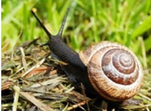 Почему нельзя давить слизней. Как избавиться навсегда от слизней на участке, в огороде