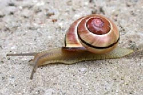 Почему нельзя давить слизней. Как избавиться навсегда от слизней на участке, в огороде