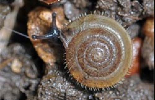 Почему нельзя давить слизней. Как избавиться навсегда от слизней на участке, в огороде