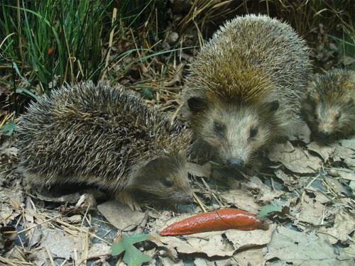 Почему нельзя давить слизней. Как избавиться навсегда от слизней на участке, в огороде