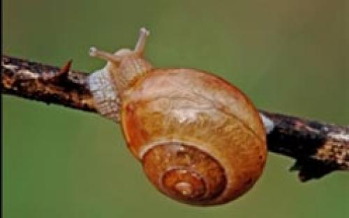 Почему нельзя давить слизней. Как избавиться навсегда от слизней на участке, в огороде