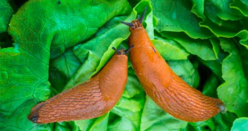 Борьба со слизнями простой способ. Как избавиться от слизней в огороде и теплице.