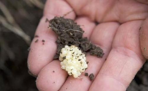 Почему нельзя давить слизней. Как избавиться навсегда от слизней на участке, в огороде