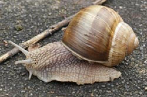 Почему нельзя давить слизней. Как избавиться навсегда от слизней на участке, в огороде