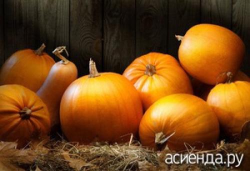 Как часто нужно проверять тыкву на созревание. Когда убирать тыкву и как хранить