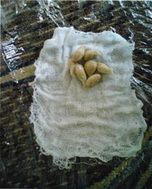 Секреты ухода в домашних условиях за кофейным деревом. Начинаем выращивание культуры 06