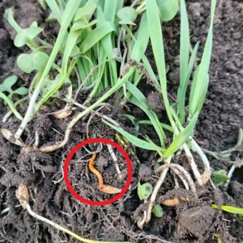 Что лучше посадить рожь или овес. Почему не следует использовать рожь и овёс, как сидерат