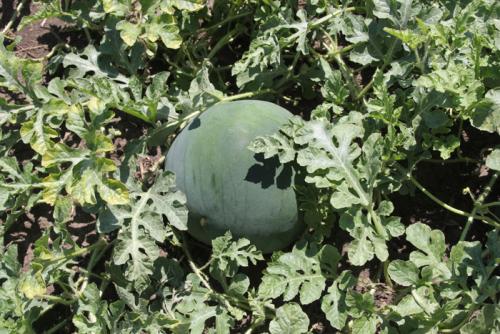 Крупноплодные сорта арбузов. Сорта арбузов для Подмосковья — ТОП-17 2022 года
