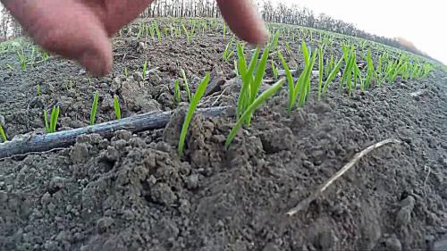 Ячмень, как сидерат осенью, его питательная ценность для растений в саду