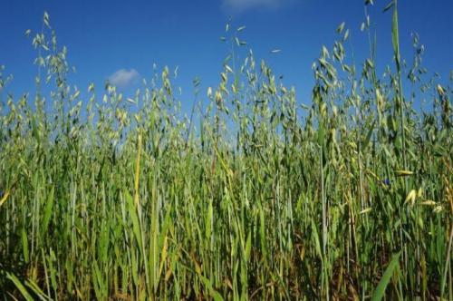 Что лучше посадить рожь или овес. Почему не следует использовать рожь и овёс, как сидерат 06