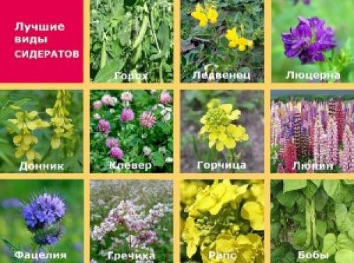 Рожь от проволочника. Ох уж этот проволочник! Как избавиться от проволочника? Что делать?