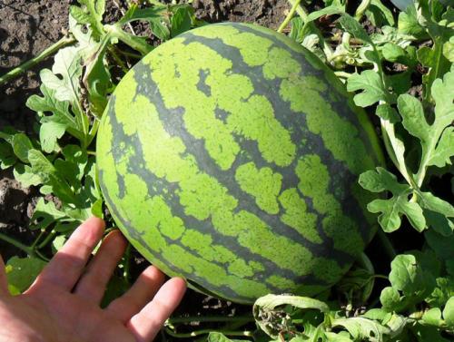 Крупноплодные сорта арбузов. Сорта арбузов для Подмосковья — ТОП-17 2022 года