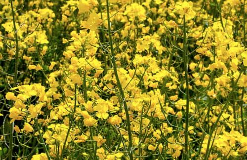 Что лучше посадить рожь или овес. Почему не следует использовать рожь и овёс, как сидерат 04