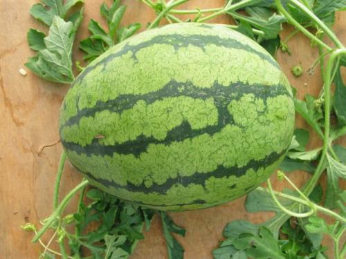Крупноплодные сорта арбузов. Сорта арбузов для Подмосковья — ТОП-17 2022 года