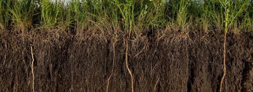 Ячмень, как сидерат осенью, его питательная ценность для растений в саду