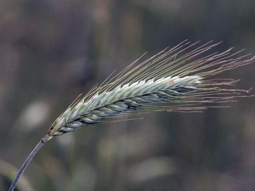 Что лучше посадить рожь или овес. Почему не следует использовать рожь и овёс, как сидерат 05