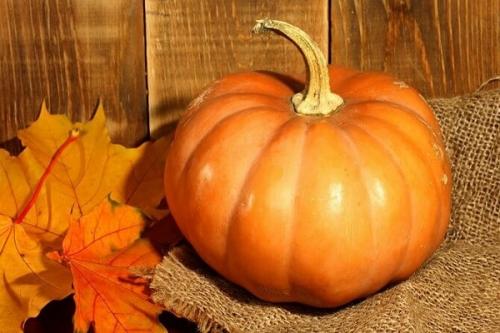 Как ухаживать за тыквой в открытом грунте. Как выращивать и ухаживать за тыквой в открытом грунте