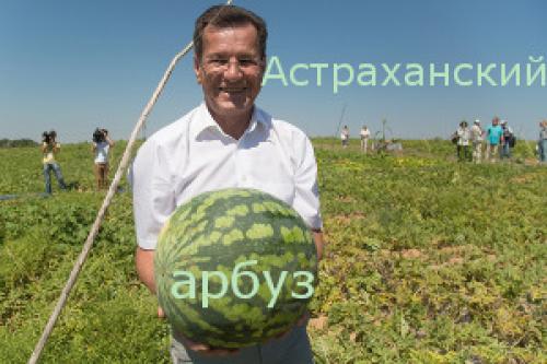 Сорта арбузов в россии. Сорта арбузов с фото и описанием