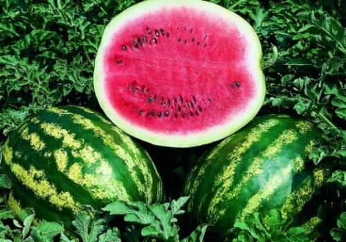 Какие сорта арбузов существуют. СОРТА АРБУЗОВ 10
