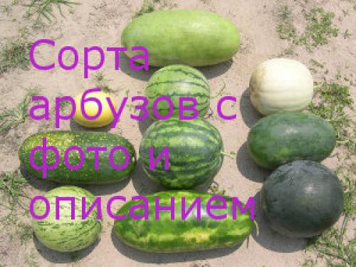 Сорта арбузов в россии. Сорта арбузов с фото и описанием