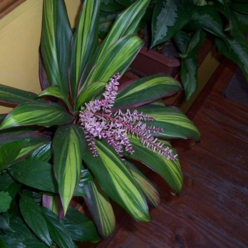 Кордилина уход в домашних условиях. Цветок кордилина, уход в домашних условиях, фото