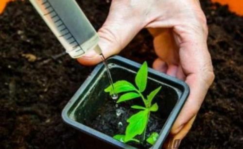 Кофейное дерево и выращивание его в домашних условиях. Как ухаживать за Кофейным деревом в домашних условиях 13