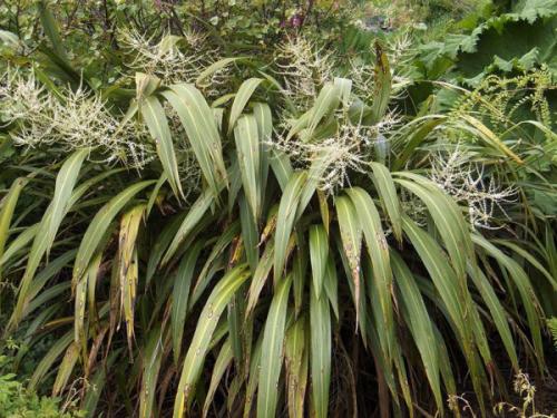 Кордилина уход в домашних условиях. Цветок кордилина, уход в домашних условиях, фото