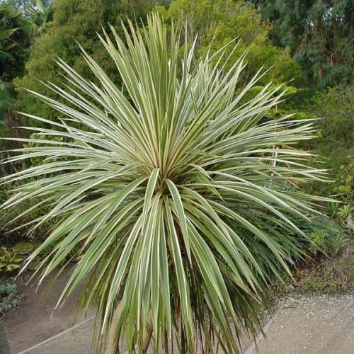 Кордилина уход в домашних условиях. Цветок кордилина, уход в домашних условиях, фото