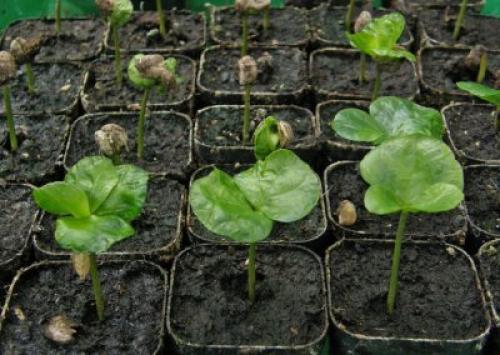 Кофейное дерево уход в домашних условиях своими руками. Уход за растением после покупки