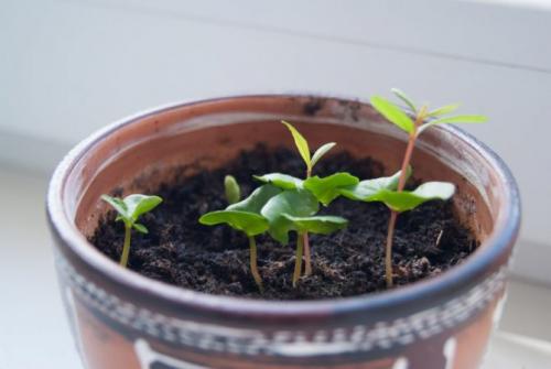 Выращивание граната в домашних условиях в горшке. Выращивание из косточек