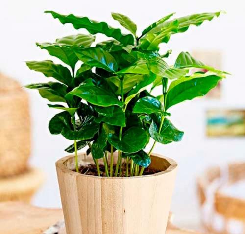 Кофейное дерево и выращивание его в домашних условиях. Как ухаживать за Кофейным деревом в домашних условиях