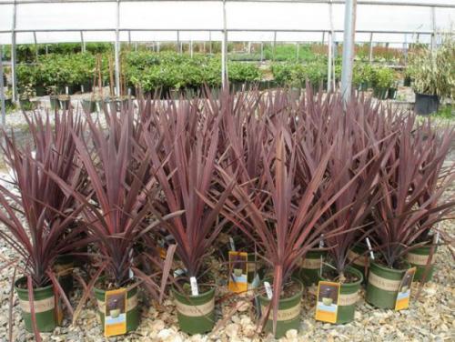 Кордилина уход в домашних условиях. Цветок кордилина, уход в домашних условиях, фото