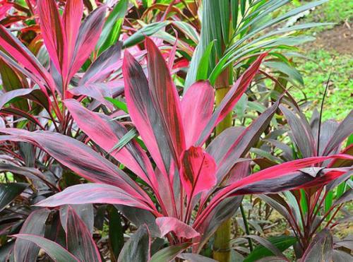 Кордилина уход в домашних условиях. Цветок кордилина, уход в домашних условиях, фото