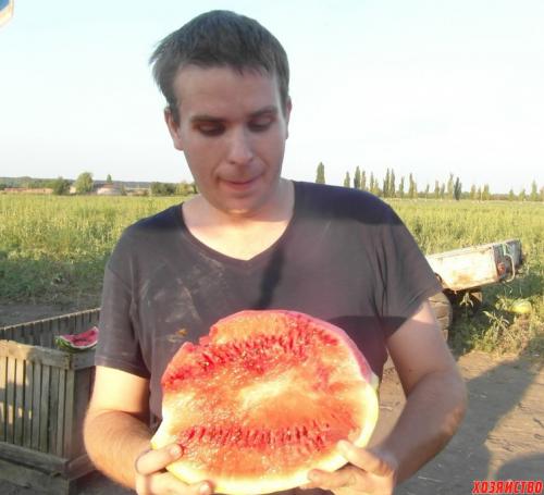 Где выращивают арбузы в Краснодарском крае. Выращивание арбузов на Кубани