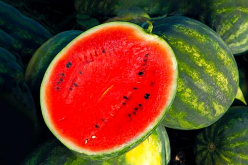 Бахча в краснодарском крае. Арбузы оптом от производителя