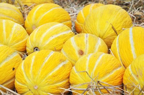 Какие дыни растут в краснодарском крае. Лучшие сорта дыни (по регионам)