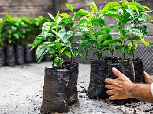 Правила выращивания кофейных деревьев. Выращивание из черенка