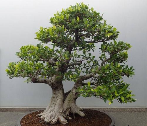 Правила выращивания бонсай. Как вырастить бонсай своими руками отличный вариант для начинающих