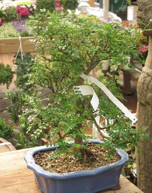 Правила выращивания бонсай. Как вырастить бонсай своими руками отличный вариант для начинающих