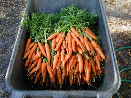 Как хранить морковь в луковой шелухе. Как правильно сохранить морковь на зиму в домашних условиях